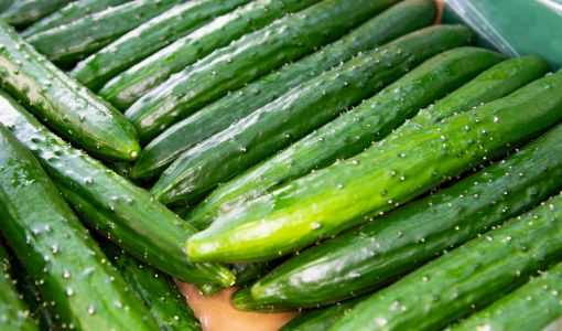 (JA前橋市の元気野菜)きゅうり