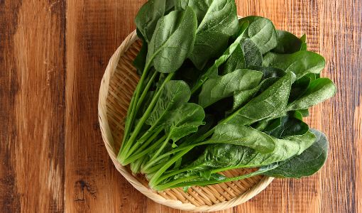 (JA前橋市の元気野菜)ほうれん草