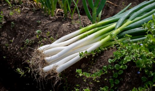 (JA前橋市の元気野菜)ねぎ